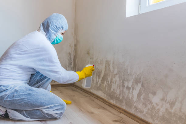 Licensed Mold Testing service in Prosper, TX - WQB Mold Removal